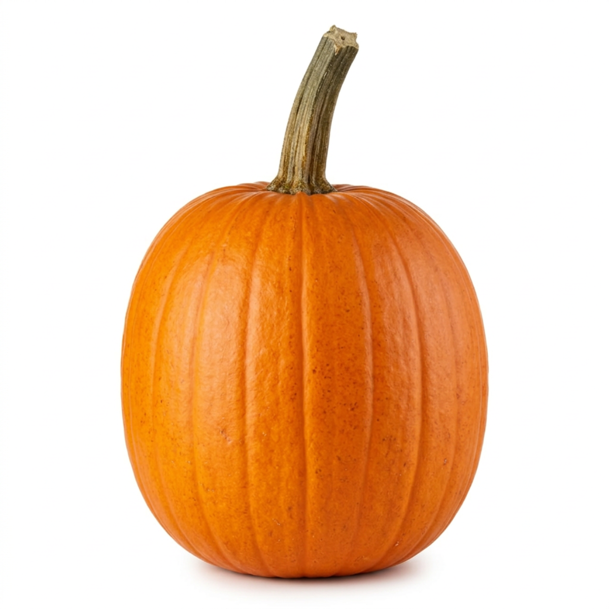 fresh pie pumpkin each petite - khrysco